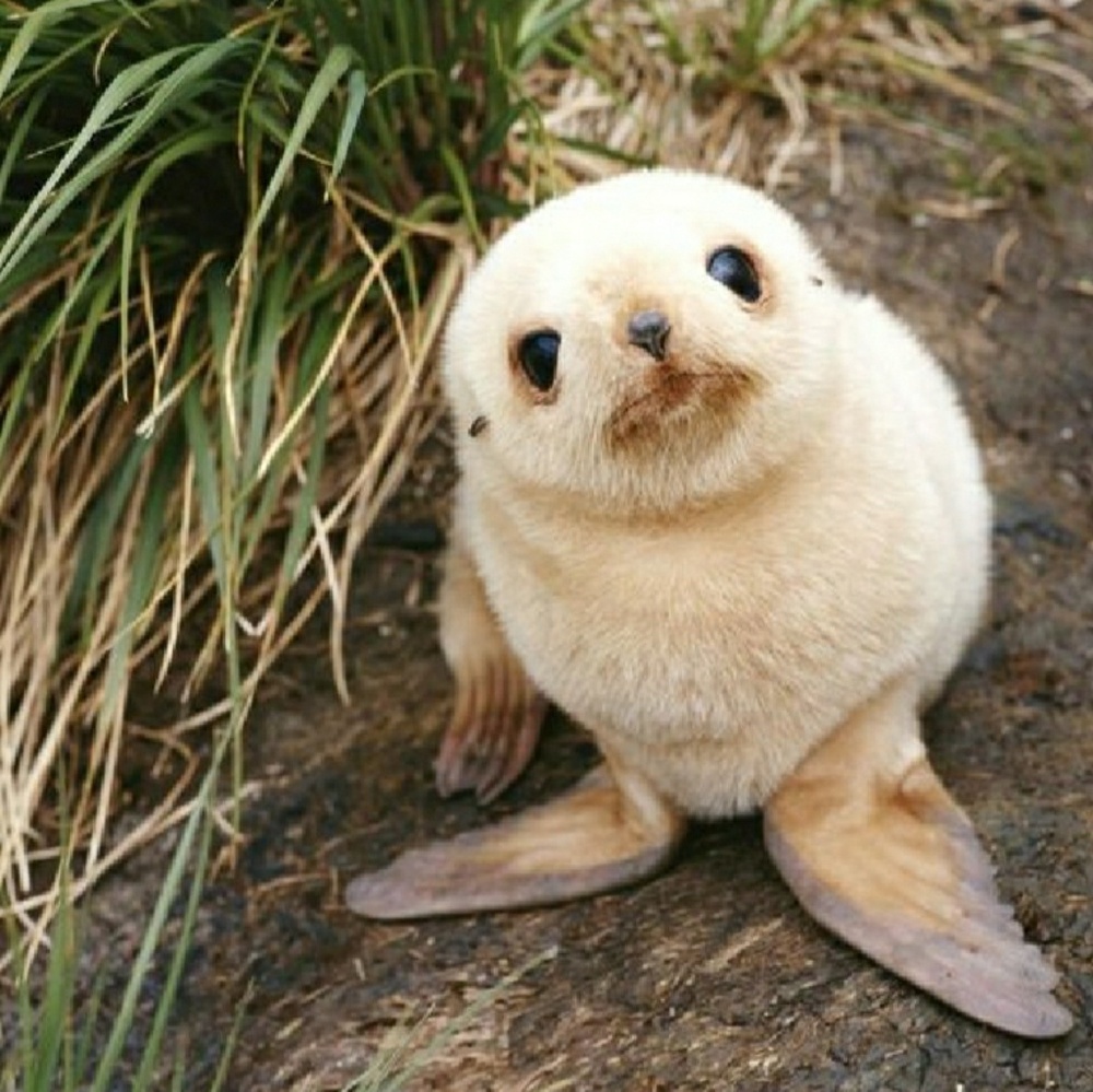 Meet your Posher, Aiva